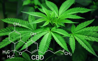 How to Choose the Best CBD OiL