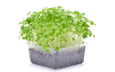 Top Ten Most Nutritious Microgreens Every Beginner Can Grow