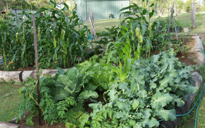Why is Organic Gardening Important?
